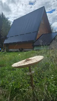 a mushroom in the grass in front of a house at Planinska brvnara in Kupres