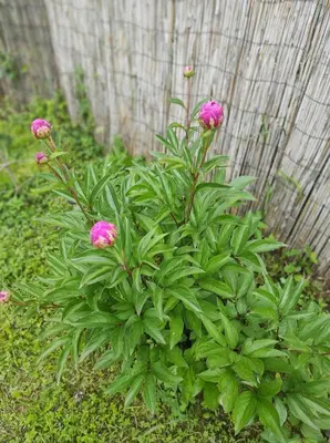 a plant with pink flowers in front of a fence at Welcome Apartman in Tuzla