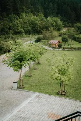 a row of trees in a field of grass at Apartments MoonRiver in Bihać