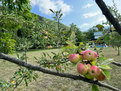 a branch of an apple tree with apples on it at Soko holiday home Bihac in Bihać