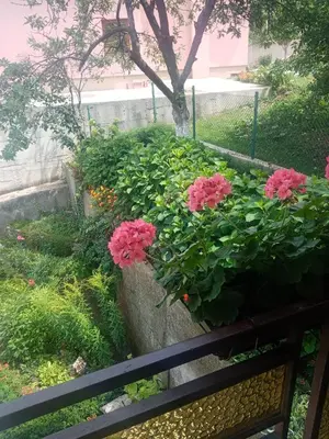 a pot of pink flowers sitting on a bench at Azra in Visoko