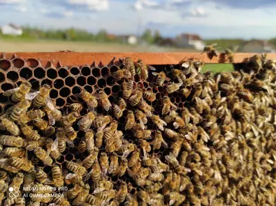 a swarm of honey bees in a beehive at Home of nature - kuća prirode in Odžak
