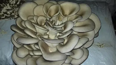 a painting of a large flower on a bed at Home of nature - kuća prirode in Odžak