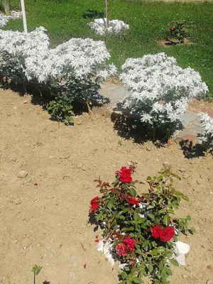 a group of red and white flowers in the dirt at Oaza mira Visoko in Visoko