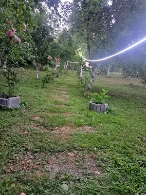 a garden with trees and a path in the grass at Garden- pool apartman in Petrovice Donje