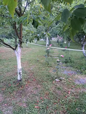 a row of trees with a white rope in a field at Garden- pool apartman in Petrovice Donje