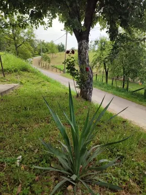 a plant in the grass next to a road at Apartman-vikendica Mihajlović in Banja Luka
