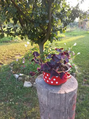 a plant in a polka dot pot sitting on a tree stump at Magaze de Luxe in Gradačac