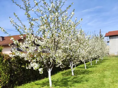 a row of trees with white flowers in a yard at Begova kuća-Velika Kladuša in Velika Kladuša