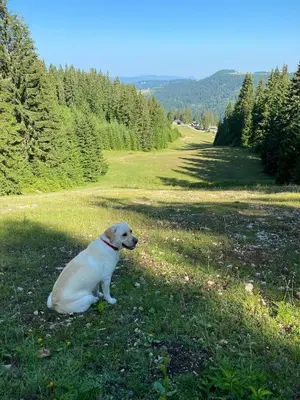 a white dog sitting in the grass in a field at Apartman SkiBeg, Vlašić in Vlasic
