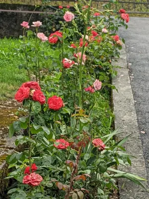a row of red flowers in a garden at Apartmani Hrastik 2 in Bihać