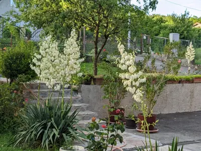 a garden with white flowers and plants at Apartmani Hrastik 2 in Bihać