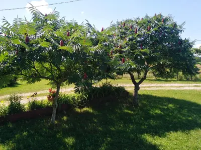 two trees with red fruit on them in a field at Blossom Cottage - ''Green Tourism'' in Laktaši