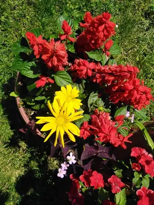 a bunch of colorful flowers in a basket at Blossom Cottage - ''Green Tourism'' in Laktaši