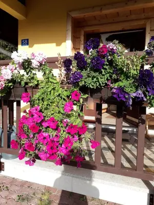 a bunch of purple and pink flowers on a fence at Dream House in Kupres