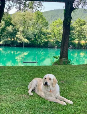 a dog laying in the grass next to a lake at Vikendica Mimiena in Račić