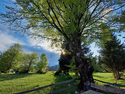 a tree sitting next to a bench next to a fence at Montecasa in Travnik