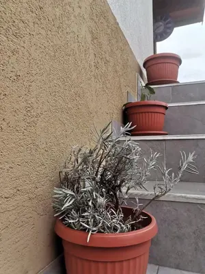 a group of potted plants on the side of a building at Jelly Apartment in Visoko