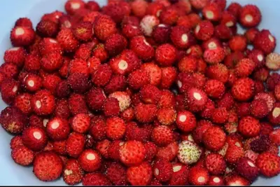 a pile of red strawberries in a white bowl at Dream weekend house in Visoko