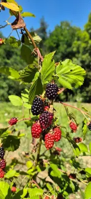 a bunch of blackberries on a tree with green leaves at Dream weekend house in Visoko