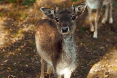 a baby deer is standing in a field at Naša Maša Doboj - farma jelena Nasa Masa Doboj in Doboj