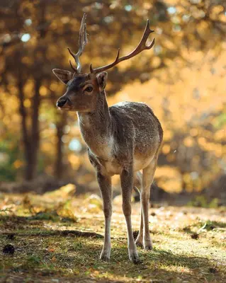 a deer with antlers standing on a path at Naša Maša Doboj - farma jelena Nasa Masa Doboj in Doboj