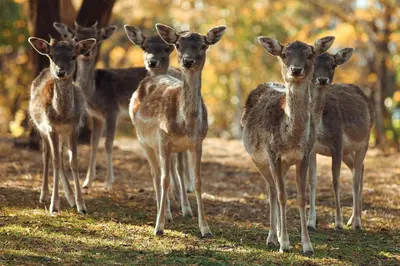 a group of deer standing in the grass at Naša Maša Doboj - farma jelena Nasa Masa Doboj in Doboj