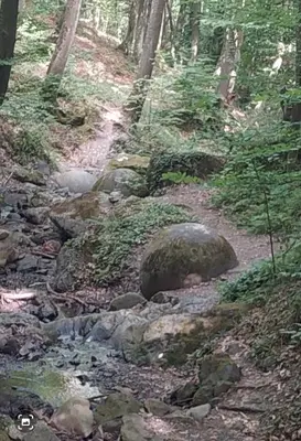 a creek in the woods with rocks and trees at L’appartement de la Pyramide du Soleil in Visoko