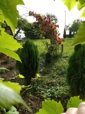 a garden with red flowers and plants in a field at Guest House Bee in Visoko
