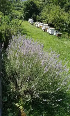 a field of purple flowers next to a field of grass at Guest House Bee in Visoko