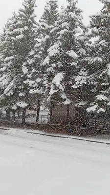 a snow covered fence with trees in the background at Apartman Bor in Livno